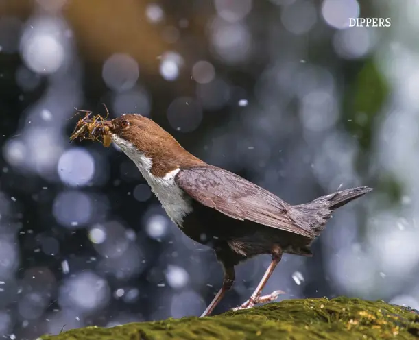  ??  ?? Above: in the breeding season adults busily ferry billfuls of aquatic larvae for their offspring. Left: dippers are perfectly at home amid whitewater and spray, with strong claws to grip wet rocks.