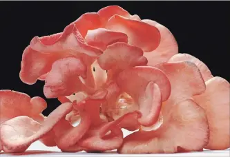  ?? GARY YOKOYAMA METROLAND FILE PHOTO ?? Oyster mushrooms come in a variety of flavours and colours, including rose, that can be found online from small growers.