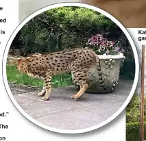  ??  ?? Kate Blackmore photograph­ed the Savannah hybrid, above, which was later spotted in another garden in north London, inset, leading to a police search for the animal, below, earlier this week