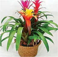  ??  ?? Potted Bromeliad Guzmania in bloom