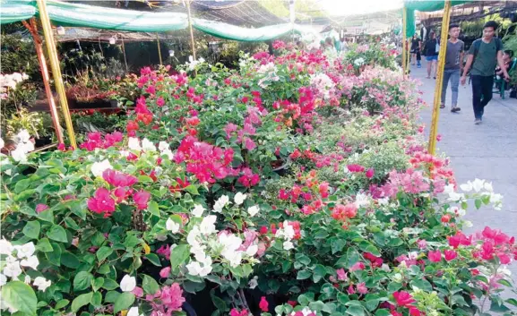  ??  ?? Lainlaing bulok sa bougainvil­lea nga gibaligya sa garden show sa Dakbayan sa Davao.