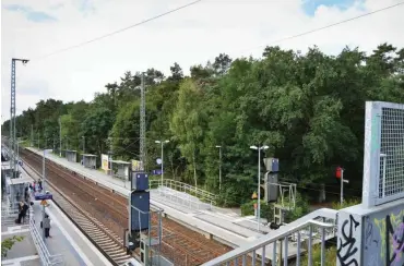  ?? Foto: nd/Andreas Fritsche ?? In dem Wäldchen am Bahnhof Potsdam-Rehbrücke sollen großflächi­g Bäume gefällt werden.