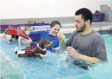  ??  ?? Jack Russell terriers Bella, left, and Mario swim with coaches Jessica Simon and Andrew Sanya. Some 900 dog clients come in for fun and exercise.