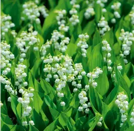  ?? ?? Crowning glory: the low-key, nodding flowers of lily of the valley (Convallari­a majalis)—a star of Elizabeth II’S coronation bouquet