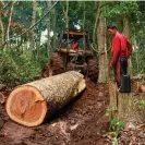  ?? ?? A key theme in the film is the story of the illegal logger Valdir Duarte, seen here. Photograph: Evandro Rocha/We Are Guardians