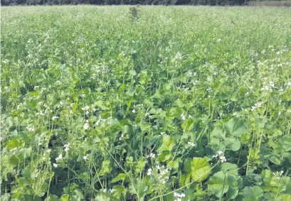  ??  ?? El uso del nabo como abono verde puede favorecer enormement­e al suelo para el cultivo siguiente, además controla la presencia de malezas.