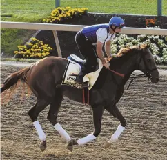  ?? AP PHOTO ?? IN THE RUNNING: Preakness contender Gunnevera gallops on the track during a workout at Pimlico Race Course in Baltimore yesterday.
