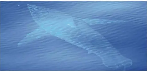  ?? FOTO: MEERESFORS­CHUNGSZENT­RUM ALNITAK/DPA ?? Keine „Hailluzina­tion“: Dieser Weiße Hai wurde am Freitag im Mittelmeer nahe Mallorca gesichtet.