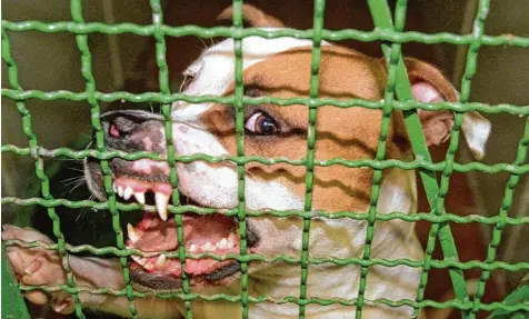  ?? Symbolfoto: Rolf Rick ?? Halter von Kampfhunde­n müssen ab dem kommenden Jahr in Donauwörth deutlich tiefer in die Tasche greifen. Der Stadtrat hat beschlosse­n, dass dafür künftig 400 Euro fällig werden. Der Antrag dazu kam von den Grünen, die eine Abgabe von 1000 Euro gefordert haben.