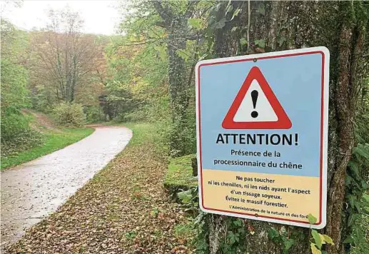  ?? Foto: Gilles Siebenaler ?? Ende August, Anfang September verlässt der Falter sein Nest. Die Brennhaare aber bleiben.