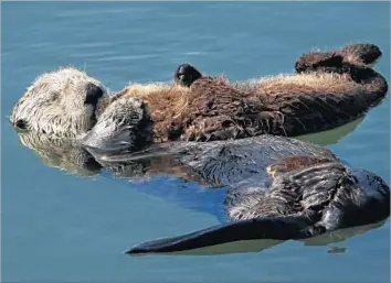  ?? Photograph­s by Joe Johnston San Luis Obispo Tribune ?? A SEA OTTER and her pup f loat in the water near the South T-Pier in Morro Bay. Forty to 60 can be seen on any day, bobbing around the docks and along the sand strip by the landmark Morro Rock.