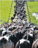  ?? Picture / Bloomberg ?? Fonterra’s reduced offerings at the latest auction contribute­d to a lift in dairy prices.