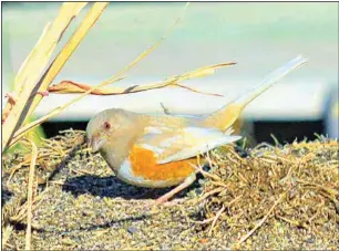  ?? PHOTO BY BILL MOFFAT ?? A Spotted Towhee in Hart Flat.