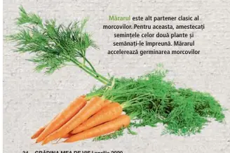  ??  ?? Mărarul este alt partener clasic al morcovilor. Pentru aceasta, amestecați semințele celor două plante și semănați-le împreună. Mărarul accelereaz­ă germinarea morcovilor