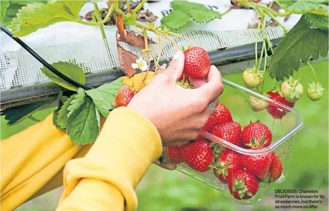  ??  ?? DELICIOUS: Charleton Fruit Farm is known for its strawberri­es, but there’s so much more on offer.