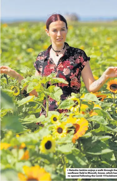  ??  ?? > Natasha Jenkins enjoys a walk through the sunflower field in Rhossili, Gower, which has re-opened following the Covid-19 lockdown