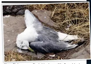  ?? ?? Alarm: Bird carcass on Staple Island, one of the Farne Islands