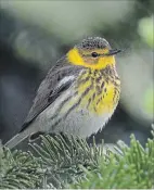  ?? JEFF NADLER THE CANADIAN PRESS ?? The Cape May warbler is one of 53 species of Canada’s boreal forest songbirds threatened with habitat loss because of climate change.