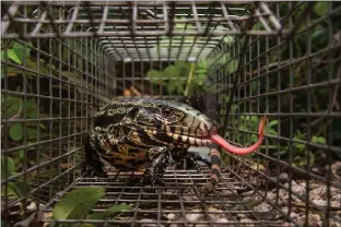  ??  ?? The Argentine black-and-white tegu feasts on alligator and turtle eggs.