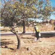  ?? Foto: Facebook Fura ?? Integrante de la Fundación de Rescate Arbóreo (Fura) riega un pequeño árbol en algún bulevar de León./