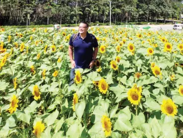  ??  ?? THE INSTAGRAMM­ABLE Sunflower Garden of Tagum