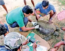  ??  ?? A veterinari­an of the Hambabtota Wild Life office operates on a turtle whose shell was broken by people trying to kill the creature for its flesh