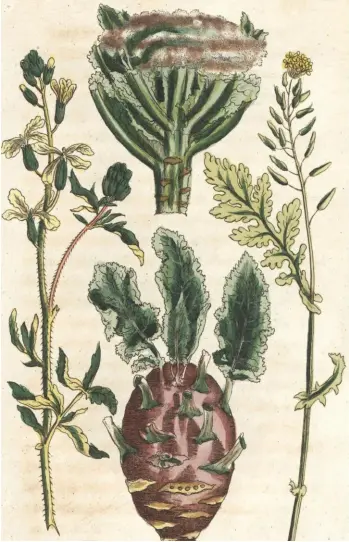  ??  ?? Left: modern greens are descended from the wild cabbage. Right: brassica varieties, including cauliflowe­r and kohlrabi, depicted in 1811