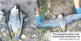  ?? STAFFORDSH­IRE POLICE ?? This peregrine falcon was found dead at Beeston Tor