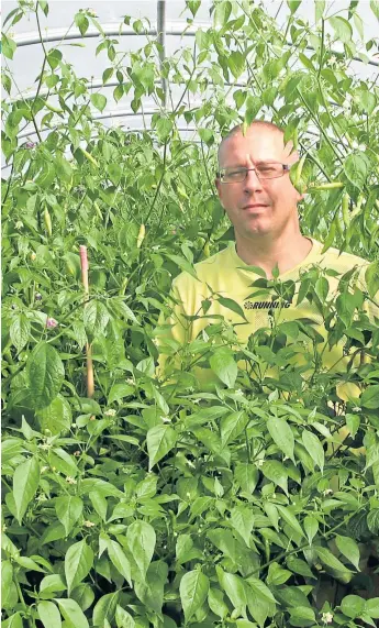  ??  ?? Former academic Neil Ferguson in the polytunnel at Threave Gardens, Castle Douglas, where he grows a staggering variety of chilli