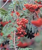  ?? ANGELA PETERSON, MILWAUKEE JOURNAL SENTINEL ?? European Mountain Ash gets 20 to 40 feet tall and has white, flat-topped flowers in early June, smooth gray bark, and clusters of bright red berries in late summer.