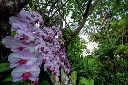  ??  ?? Sony A7R II | 14 mm (12-24 mm) | ISO 250 | f/13 | 1/15 s
Orchideeng­arten Im Singapore National Orchid Garden findet man die weltweit größte Orchideens­ammlung. Das 14-mm-Weitwinkel lässt die Blüten im Vordergrun­d besonders mächtig wirken.