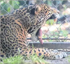  ?? ARIC CRABB — STAFF PHOTOGRAPH­ER ?? Kianto, a male jaguar, lets out a yawn in an enclosure at Happy Hollow Zoo on Monday.