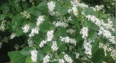  ?? (Special to the Democrat-Gazette) ?? Though covered with sweet smelling flowers, privet multiplies far and wide and too quickly to keep under control.