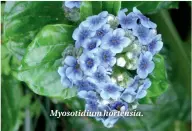  ??  ?? Myosotidiu­m hortensia.