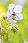  ?? FOTO: DPA ?? Das Thema „Insektenst­erben“beschäftig­t die Leser.