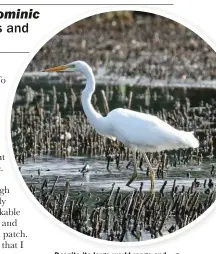  ??  ?? Despite its large world range and expansion in western Europe, the overall population trend for Great Egret is not actually known. Sightings of such species by birders that are submitted to eBird, rather than kept in personal notebooks, can make a significan­t contributi­on to the knowledge gap and help plot up-to-date distributi­ons and changes.