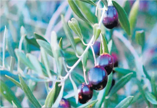  ?? ARCHIVO ?? Aceituna negra en la rama cosechada en los campos de olivos de Córdoba.