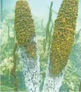  ?? SMITHSONIA­N TROPICAL RESEARCH INSTITUTE ?? Sponges die from lack of oxygen in the water.