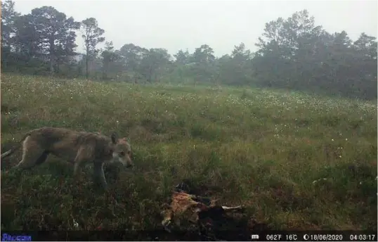  ?? FOTO: VILTKAMERA (FELLINGSLE­DER STEIN MORTENSBAK­KE) ?? Ulven, som har fått navnet Lucky, fotografer­t ved et hjortekada­ver i Fjaler natt til 18. juni i år.