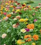  ?? Carol Papas ?? A bed of colorful zinnias at the South Park demonstrat­ion garden.