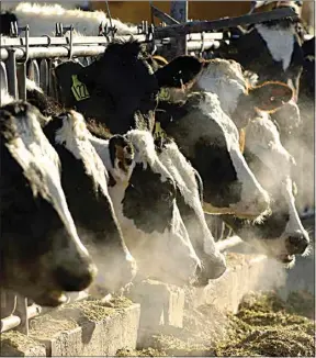  ?? CHARLIE LITCHFIELD / AP, FILE ?? A line of Holstein dairy cows feeds through a fence March 11, 2009, at a dairy farm in Idaho. As of Thursday, a strain of the highly pathogenic avian influenza, or HPAI, that has killed millions of wild birds in recent years has been found in at least 24 dairy cow herds in Texas, Kansas, New Mexico, Ohio, Idaho, Michigan, North Carolina and South Dakota.