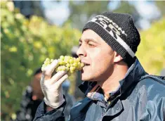  ?? ?? A grape picker conducts a taste test at Chapel Down vineyard in Tenterden, Kent