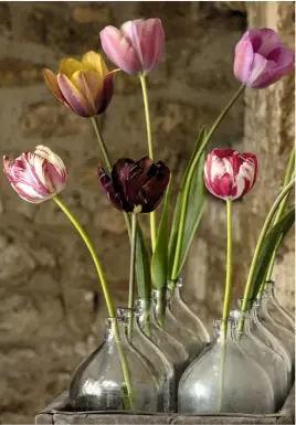  ??  ?? Bayntun tulips, shown off individual­ly in glass vases: ‘Absalon’, ‘Mabel’, ‘Old Times’, ‘Saskia’, ‘Le Mogol’, and ‘George Grappe’. Their exquisite colour fusions and patterns make an impact with just a single bloom.