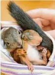  ?? Foto: dpa ?? Oft werden sie lebend entsorgt: Eichhörnch­en mit Nachwuchs.