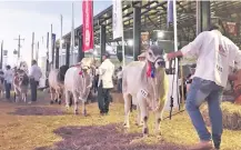  ?? ?? Las principale­s especies y razas ganaderas competirán en juzgamient­os durante la expo chaqueña.