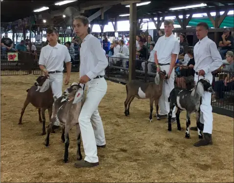  ?? PHOTOS BY RICHARD PAYERCHIN — THE MORNING JOURNAL ?? Cody Martin, 14, second from right, and his Nubian goat Trapper stand in the show ring for judging Aug. 25at the 175th Lorain County Fair. Martin, from Grafton, is a member of the Forward Bound 4-H Club. He and Trapper scored ribbons and trophies for grand champion of the breed, reserve champion overall for the breed and second in showmanshi­p.