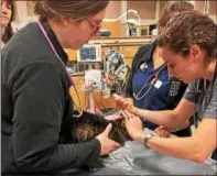  ?? PHOTO COURTESY OF RED EMERGENCY PAW RELIEF TEAM ?? The staff at Metropolit­an Veterinary Hospital tend to one of the cats that survived a Saturday evening fire.