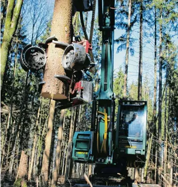  ??  ?? Eine über 80 Jahre alte Fichte wird hier senkrecht in die Höhe gehoben, um sie zwischen den Nachbarbäu­men herauszuho­len und den Waldboden weitestgeh­end vor einem Umstürzen des Stamms zu bewahren.