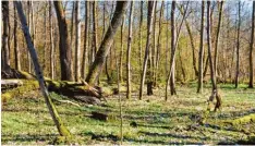  ?? Foto: Landratsam­t ?? Das intakte Auwaldgebi­et auf dem Donauabsch­nitt zwischen Grünau und Ingolstadt ist ein ökologisch­es Juwel.