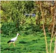  ?? Sitterer Fotos: Irene ?? Futter findet sich auf den Wiesen um Weisingen offenbar genug.